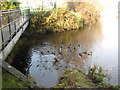 Feeding ducks, Ballycastle