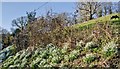 Compton Valence: Snowdrops edging farmland