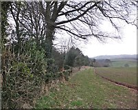 ST0638 : The southern edge of Blackdown Wood by Roger Cornfoot