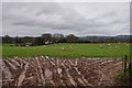 Taunton Deane District : Muddy Field & Sheep