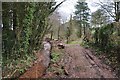 Taunton Deane District : Muddy Path