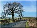 Roadside Trees