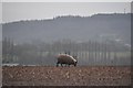 Taunton Deane District : Sheep in Field