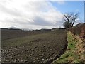 Arable land, Ancrum Craig