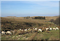 NY2736 : Sheep grazing beside Charleton Gill by Trevor Littlewood