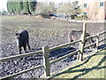 Livestock in field - Moor Knoll Lane