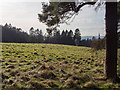 Field above St Mary