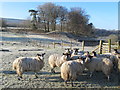 NY6458 : Sheep on frosty ground near Midgeholme Bridge by Mike Quinn