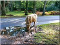 A Highland cow takes a refreshment break in the New Forest, Hampshire