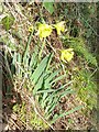 Early daffs beside the River Rhiw