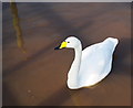 J4967 : Whooper Swan, Castle Espie by Rossographer
