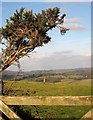 Standing stone near Nattadon Common