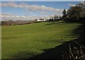 Pasture near Chagford