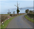 Tree along Three Gates Road