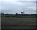 Farmland, Holmes Chapel