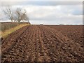 Ploughed field near Duns