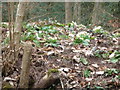 Primroses in a woodland bank above Llandogo in February