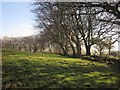 SX6758 : Field near Wrangaton Moor Gate by Derek Harper