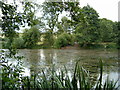 Redmire Pool 2012 choked with weed again