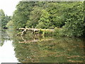 Redmire Pool 2012 fallen Oak