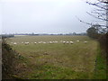 Milton Abbas, sheep grazing