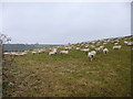 Milton Abbas, sheep grazing