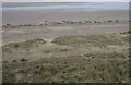 Dunes, Wilsthorpe Cliff