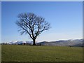 NT8734 : Tree, Moneylaws Hill by Richard Webb