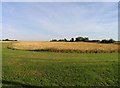 Fields by High Cross Lane West