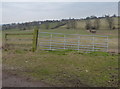 SP7493 : Farmland on the edge of Thorpe Langton by Mat Fascione