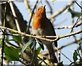 NT7853 : Robin in the sunshine by Barbara Carr