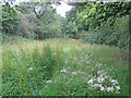 Overgrown route at Cloatley