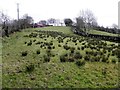 Altcloghfin Townland