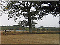 Stubble field with trig point and tree