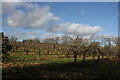 TQ8750 : Apple orchard by N Chadwick