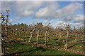 TQ8750 : Apple trees in an orchard by N Chadwick