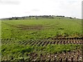 Tracks in a field, Garvaghy