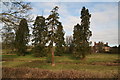 Wellingtonia trees at Grimblethorpe Hall