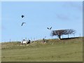 NT9800 : Lapwings take off by Russel Wills