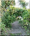 SP9312 : Tree arch over footpath by Rob Farrow