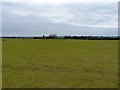 A bridleway (?) across sheep fields