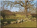 Ancient floodbank