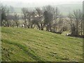 Sheep near Wear Farm