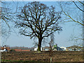 Tree in ploughed field