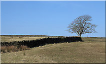 SD9547 : Trees beside wall on Pennine Way by Trevor Littlewood