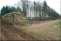 SP3920 : Woodland management at Ditchley Park by Graham Horn
