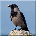 J4682 : Hooded Crow, Helen's Bay by Rossographer