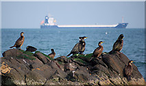 J4682 : Birds, Helen's Bay by Rossographer
