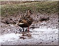 Mallard, female, Piltdown Pond