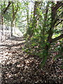 Public footpath between Eastling Road and Stalisfield Road, Painters Forstal